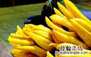 佛手柑怎么吃 佛手柑怎么吃对喉咙好