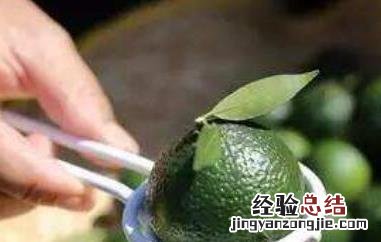 小红柑和小青柑的区别 小红柑和小青柑的区别在哪里