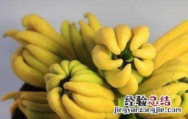 佛手泡水喝的功效与作用禁忌 佛手泡水喝的功效与作用