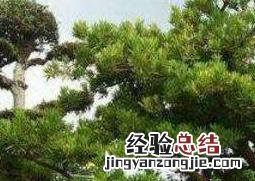 罗汉松怎么养根部才粗壮 罗汉松怎么养