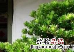 罗汉松怎么养根部才粗壮 罗汉松怎么养