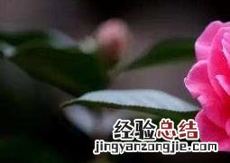 山茶花如何养 山茶花如何养根