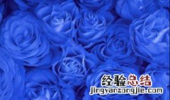 11蓝色妖姬花语是什么 蓝色妖姬花语是什么意思11朵