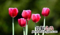 郁金香象征着什么人 郁金香象征着什么人物