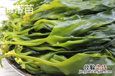 海带苗和裙带菜有区别吗 海带苗和裙带菜一样吗