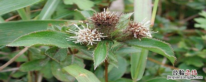 苍术亩产量 苍术亩产量能产多少斤干货