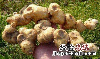 黄精的主要作用 黄精有哪些主要作用