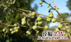 木姜子的功效与作用 关于木姜子的功效与作用
