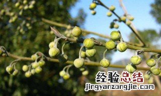 木姜子的功效与作用 关于木姜子的功效与作用