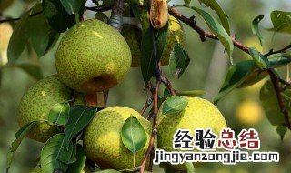 描写梨的句子 有关梨的句子有哪些