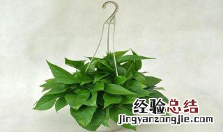 绿萝的作用 水培绿萝的作用
