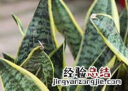 虎皮兰如何养 虎皮兰如何养长新芽