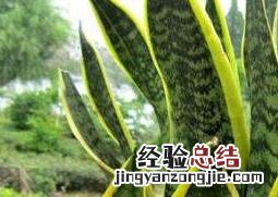 虎皮兰如何养 虎皮兰如何养长新芽