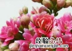 长寿花如何养殖才能开花 长寿花如何养