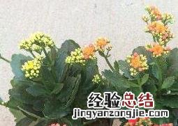 长寿花如何养殖才能开花 长寿花如何养