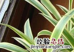 吊兰如何养殖 吊兰如何养