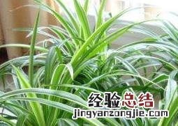吊兰如何养殖 吊兰如何养