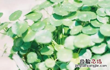铜钱草可以吃吗?有营养吗? 铜钱草可以吃吗