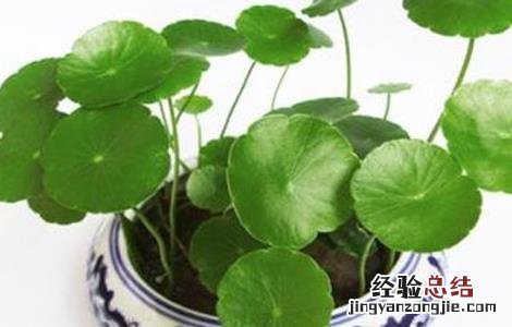 铜钱草可以吃吗?有营养吗? 铜钱草可以吃吗