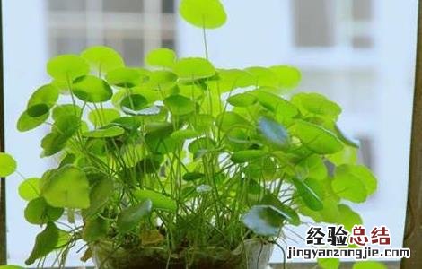 铜钱草可以吃吗?有营养吗? 铜钱草可以吃吗