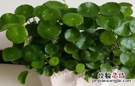 铜钱草可以吃吗?有营养吗? 铜钱草可以吃吗