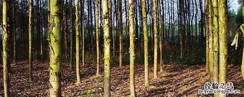 广西桉树种植面积 广西种植桉树标准距离