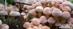 蘑菇的保鲜与储藏方法 蘑菇冬天的储存方法