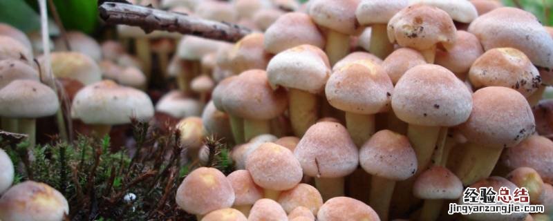 蘑菇的保鲜与储藏方法 蘑菇冬天的储存方法