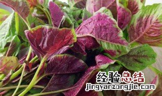 苋菜不焯水吃了有害吗 苋菜不焯水吃了会怎样
