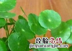 铜钱草怎么养 铜钱草怎么养才能叶大爆盆