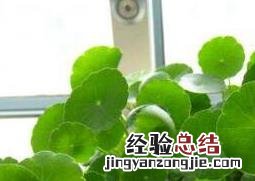 铜钱草怎么养 铜钱草怎么养才能叶大爆盆