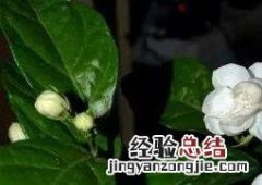栀子花如何养护 栀子花如何养
