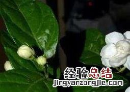 栀子花如何养护 栀子花如何养