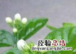 栀子花如何养护 栀子花如何养
