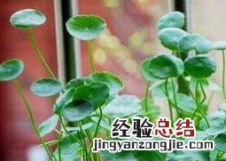 金钱草怎么养殖 金钱草怎么养殖怎么施肥怎么管理