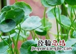 金钱草怎么养殖 金钱草怎么养殖怎么施肥怎么管理