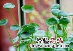 金钱草怎么养殖 金钱草怎么养殖怎么施肥怎么管理