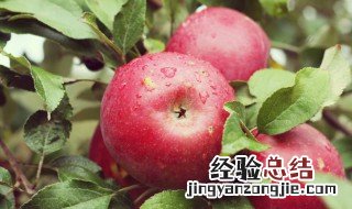 玫瑰花苹果派怎么做 玫瑰草莓派怎么做