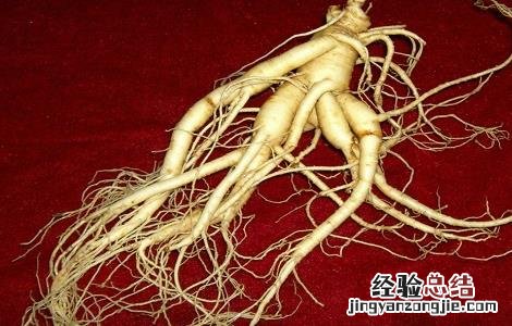 人参的食用禁忌 人参食用禁忌人群