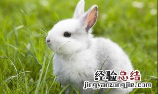 兔子为什么打喷嚏打不停 兔子为什么会打喷嚏