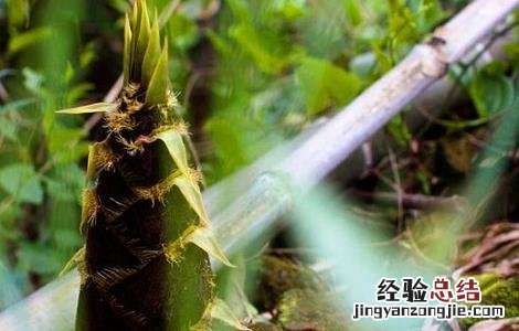春笋的禁忌症 春笋的食用禁忌和注意事项