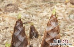 春笋的禁忌症 春笋的食用禁忌和注意事项