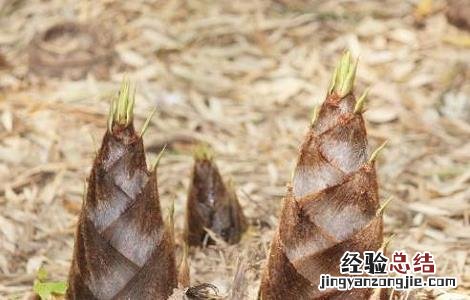 春笋的禁忌症 春笋的食用禁忌和注意事项