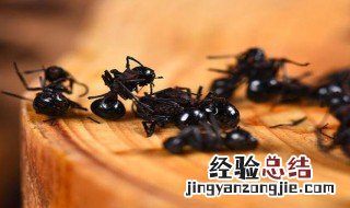 黑蚂蚁泡酒的功效与作用 黑蚂蚁的功效与作用