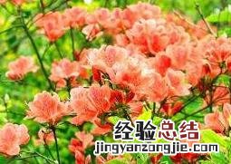 杜鹃花怎么养 杜鹃花怎么养才能更旺盛