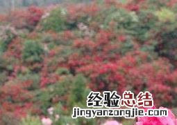 杜鹃花怎么养 杜鹃花怎么养才能更旺盛