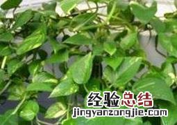 绿萝怎么养 绿萝怎么养才能有藤蔓