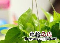 绿萝怎么养 绿萝怎么养才能有藤蔓