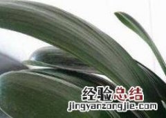 君子兰怎么养 君子兰怎么养换土视频