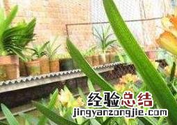 君子兰怎么养 君子兰怎么养换土视频